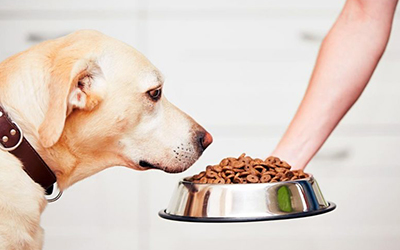 Understanding Dog Food is Easier than you Think.